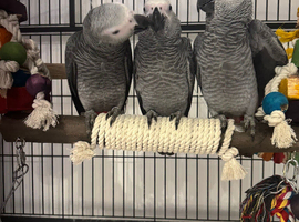 African grey young ready now