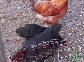 Pair of unrelated French marans