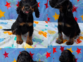 Kc Black and Tan boys only 17 dna health tested clear