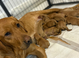 Fox Red Labradors