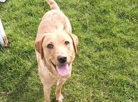 Kc female labrador 2 years old