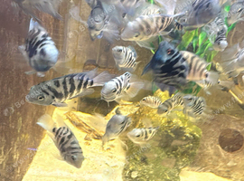 Polar parrot long and short fins