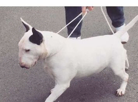 I have English bull terrier proven stud dogs