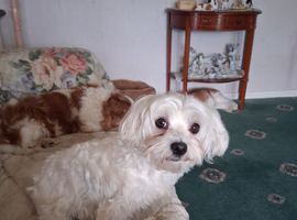 Milly