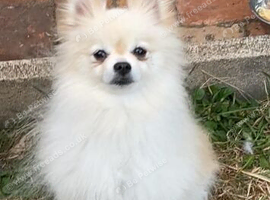 Pomeranian