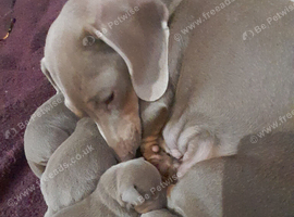 Smooth haired Miniature Dachshund puppies