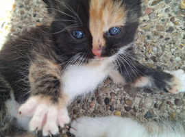 Kittens