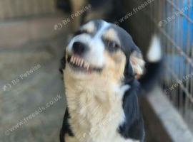 Rescued puppy, 9months,very loving neutered