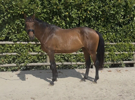 16.2 7yr old ISH Allrounder / Hunter