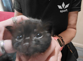 Russian blue x