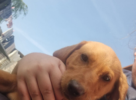 1 KC registered labrador bitch remaining