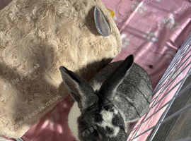 male bunny