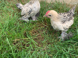 Lemon millefleur chicks for sale