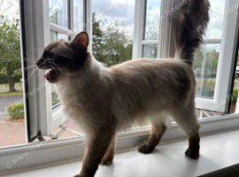Beautiful Clingy Ragdoll