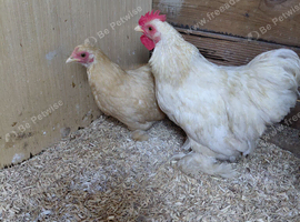 2 pair of lemon cukoo pekins