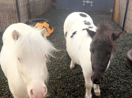Shetland fillies