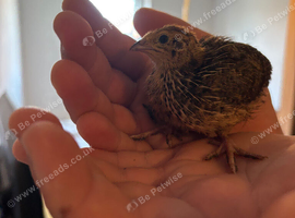 2 week old jumbo coturnix quail chicks for sale in Weston super mare