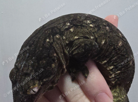 Pure bayonnaise leachianus gecko