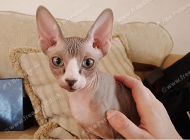 Beautiful 5-month-old female Sphynx looking for her forever home
