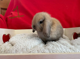Gorgeous mini lops for sale