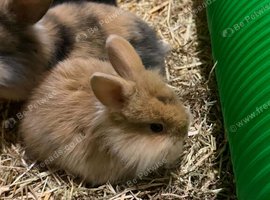 Lion lop