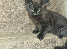 1 black female kitten for sale