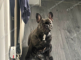 4 year old french bulldog