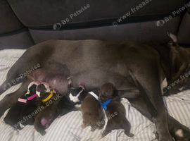 Stunning DWKC Registered English Bulldog Puppies &ndash; Ready October