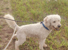 Beautiful mutigeneration Labradoodle