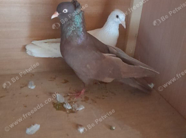 2 pigeons