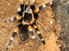 3cm-4cm Mexican Red Knee Tarantula