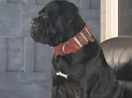 Cane corso for stud