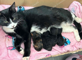 4 kittens ready to be homes 5th SEPTEMBER