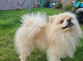 Clear health Pomeranian Stud