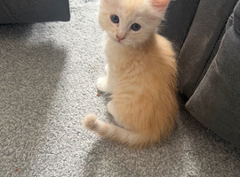 2 Gorgeous Maincoon x Ragdoll "Ragcoon" Kittens Ready for Their Forever Homes!