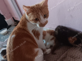 Female kitten