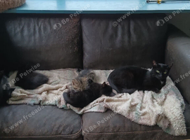 4 kittens ready for there forever good home