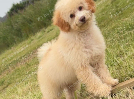 F1B cavapoo puppies FULLY VACCINATED