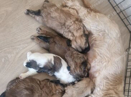 Shih Tzu Puppies Tiny Treasures Full of Love and Charm.