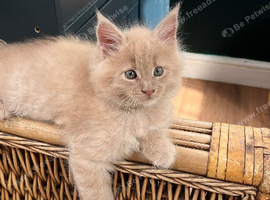 Stunning Maine coons