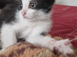 Kitten