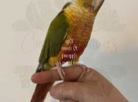 hand tamed green cheek conure (pineapple)