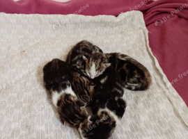 4 black,white & grey mixed breeds calico, persian and tabby breed