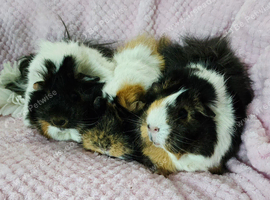 Sow trio available