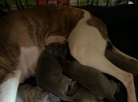 Blue & Brindle Whippet Pups