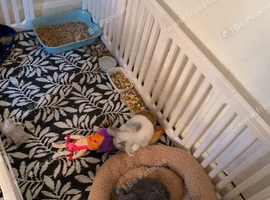 2 female rabbits