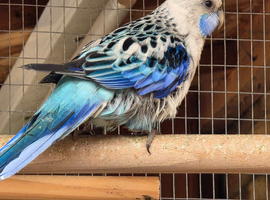 Rosella parakeet