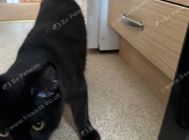 Lovely kitten needs new home