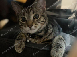 Kitten half Tabby half Bengal