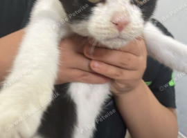 Beautiful 3-Month-Old Boy Kitten